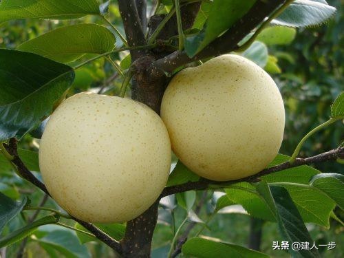 河南特产水果推荐_农产品商标名称大全_河南地理标志水果