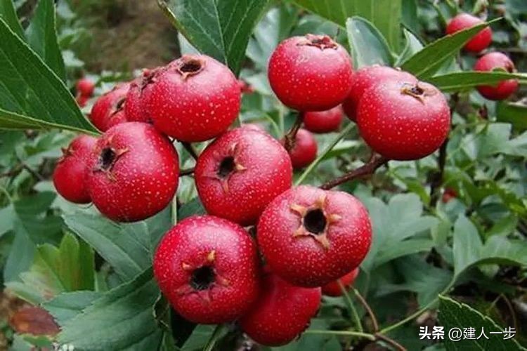 河南特产水果推荐_农产品商标名称大全_河南地理标志水果