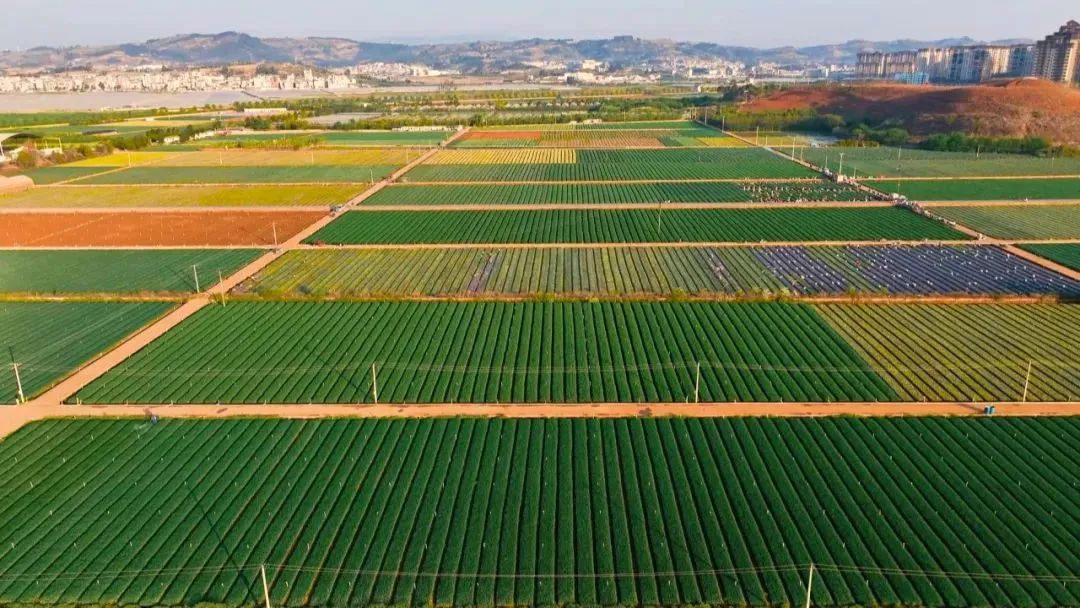 红河州农业现代化三年行动_蒙自市蓝莓产业622联农带农模式_红河农产品供求信息