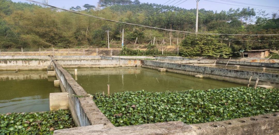 广西绿色优质农产品生产基地_无公害农产品生产基地_南宁市桂福春农民专业合作社