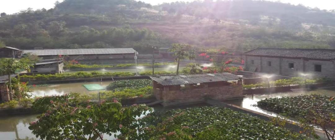 南宁市桂福春农民专业合作社_广西绿色优质农产品生产基地_无公害农产品生产基地