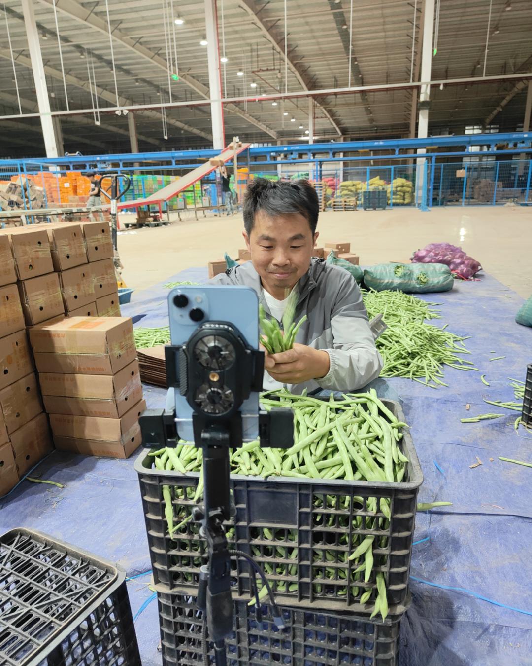 昆明阳宗海甜脆豆直播带货_阳宗海甜脆豆电商销售模式_昆明农产品销售渠道