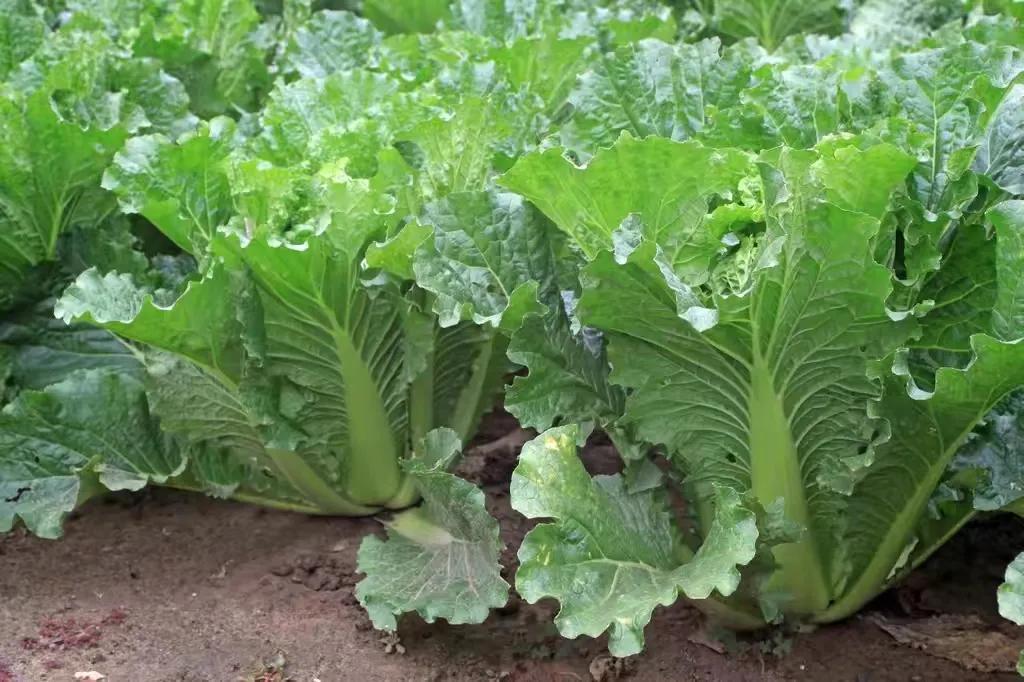 农产品营养育苗_霜降前后育苗播种蔬菜_芥兰大白菜小白菜萝卜抗寒能力