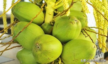 文昌椰子：海南地理标志产品，果型圆润、树体高大的热带特产