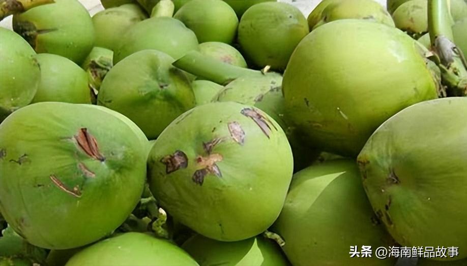 文昌椰子地理标志_海南特色农产品_文昌椰子产地环境