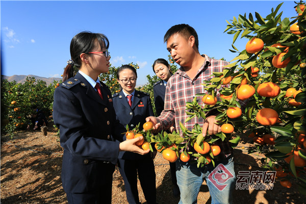云南国税网农产品管理办法_云南税务助农春耕_税务扶持农产品企业