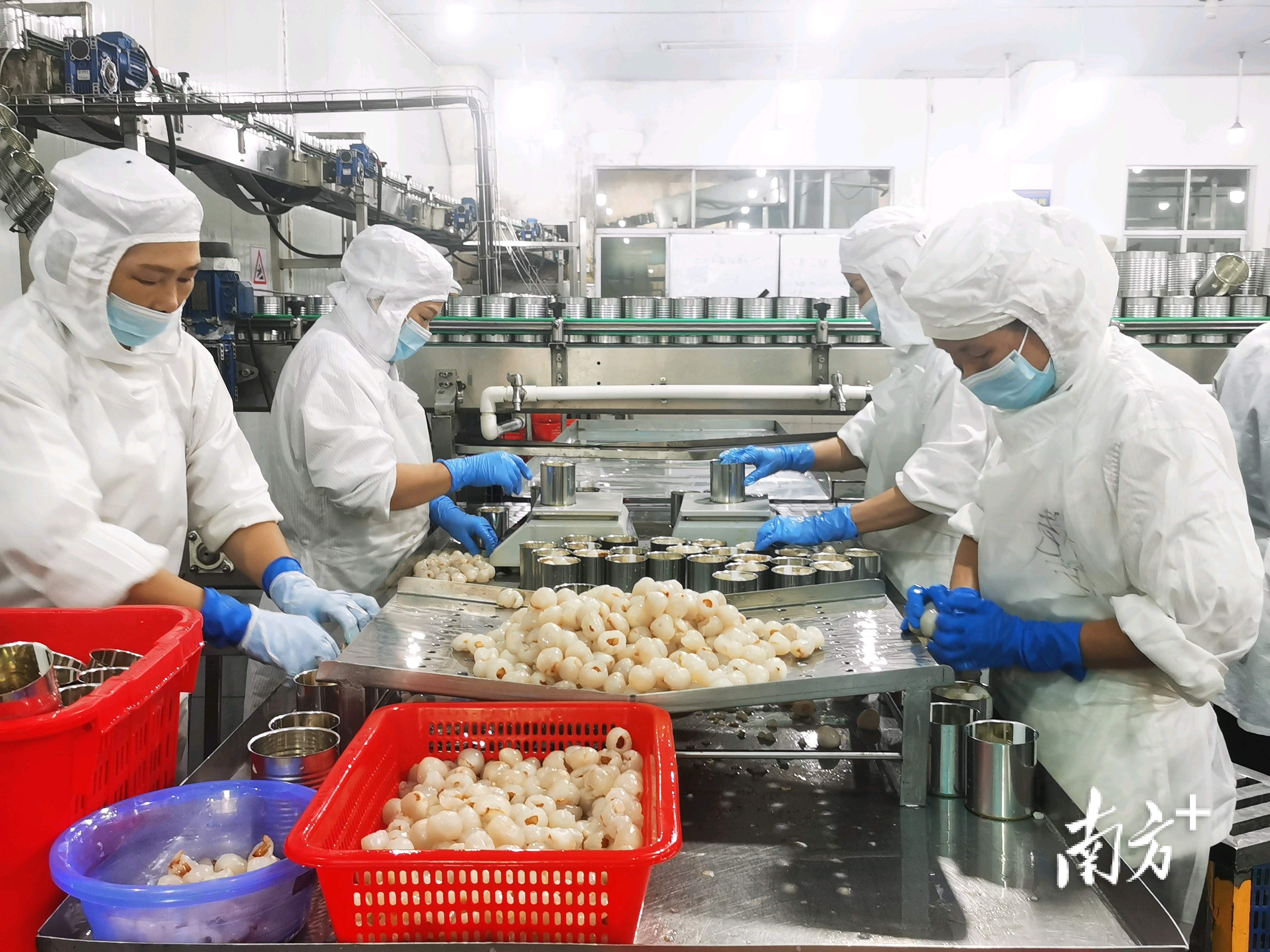 电白荔枝产业升级_荔枝品种改良推广_珠三角农产品