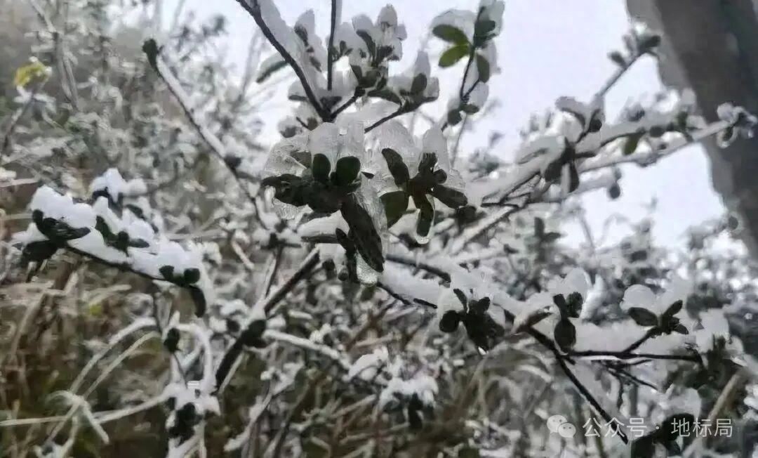 广东应季美食地图：中山脆肉鲩、潮州单丛茶、汕尾马鲛鱼，运动员专属食谱