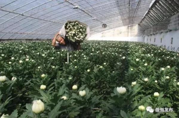 新沂鲜切花出口10国，徐州农业依托一带一路崛起：年产值超1.2亿枝