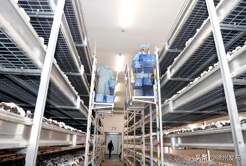 看徐州农产品七十二变：2021年总产值达1297.36亿，乳品加工增速20.5%