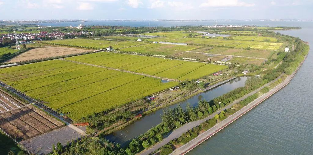 青浦区名特优新农产品_白鹤草莓全国名特优新农产品_特色农产品