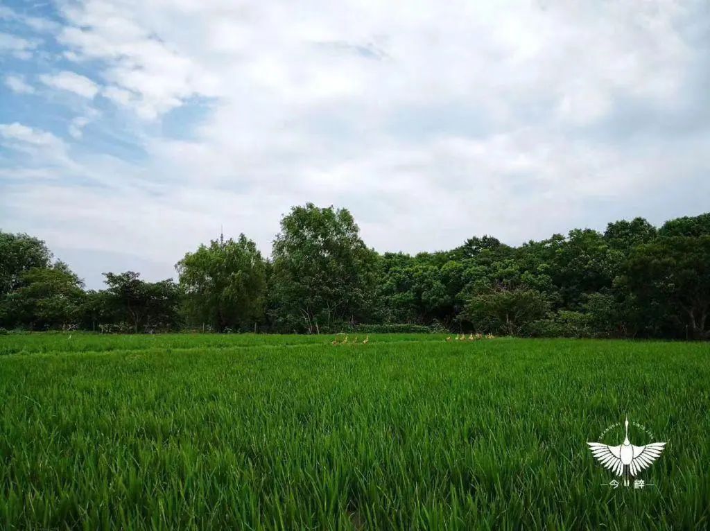白鹤草莓全国名特优新农产品_青浦区名特优新农产品_特色农产品