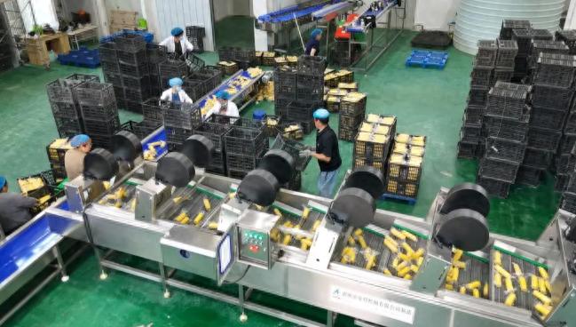 东乡鲜食玉米产业升级：自动化生产带动就业，绿色农业助力乡村振兴
