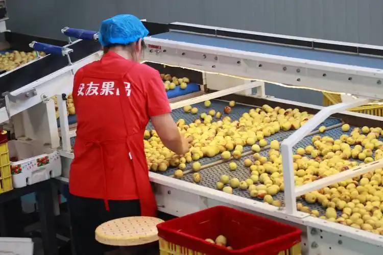 农产品营销方案_陕西大荔农业产业链升级案例_农业大县产业链构建路径