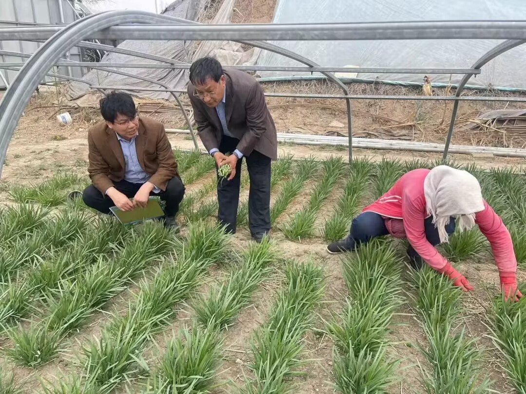 农产品宣传页怎么做？看化龙镇如何用检测与监管守护菜篮子安全