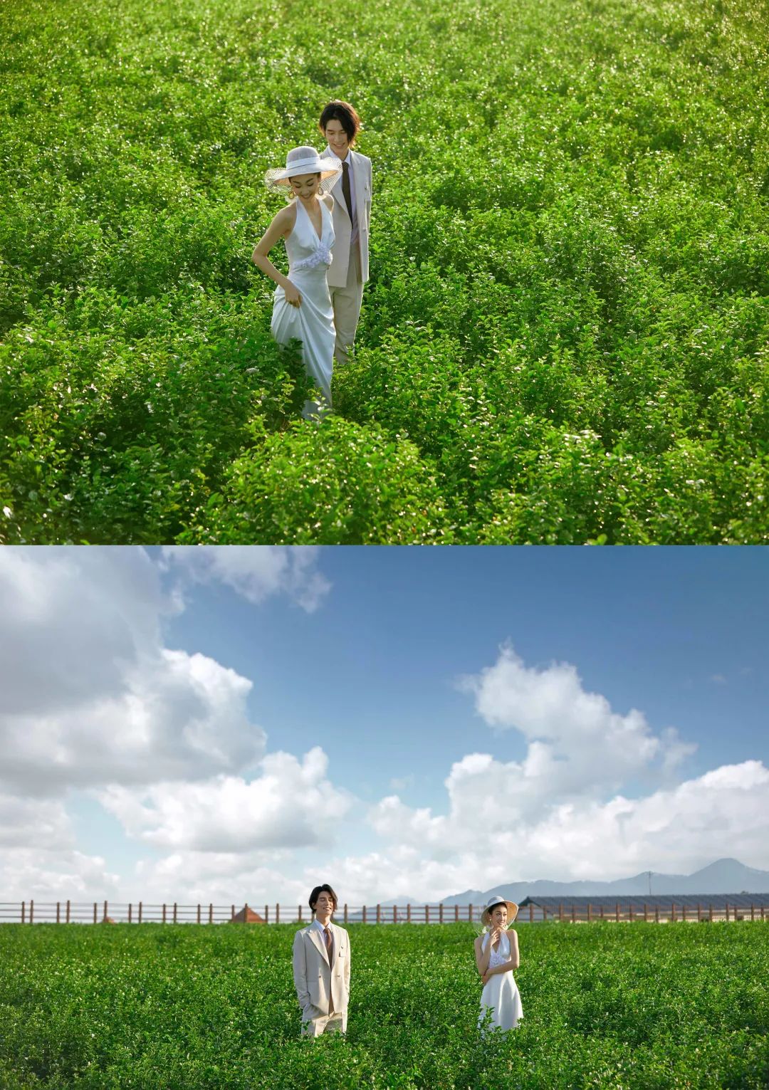 2023中国品牌价值评价信息发布 横县茉莉花茶 武鸣沃柑_南宁 农产品知名品牌