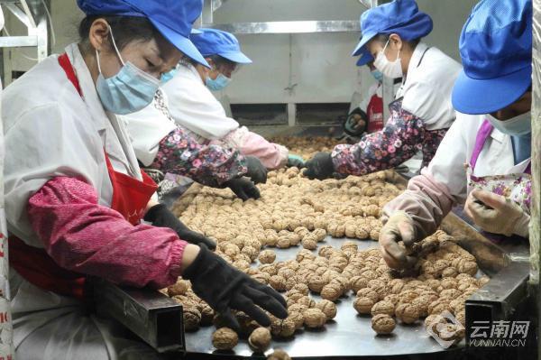 临沧夏威夷果加工_云南高原农产品_云南坚果出口