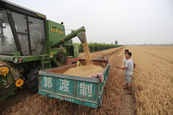 收割机效率提升_河南 农产品 价格_河南农忙时节小麦收割