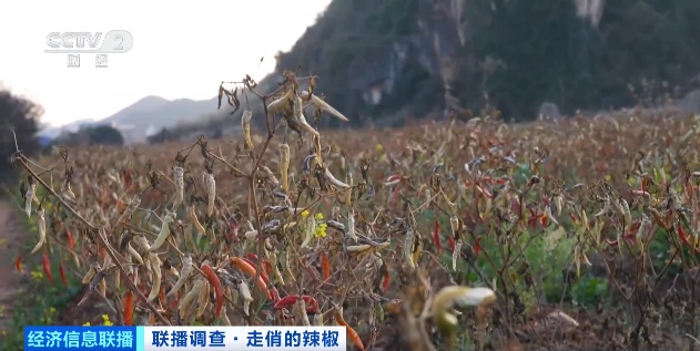 云南农产品交易网_云南辣椒价格涨幅_近期辣椒价格上涨