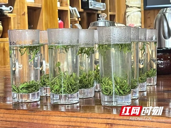 保靖黄金茶国家地理标志保护示范区_国家农产品地理标志登记保护_保靖黄金茶产业发展历程
