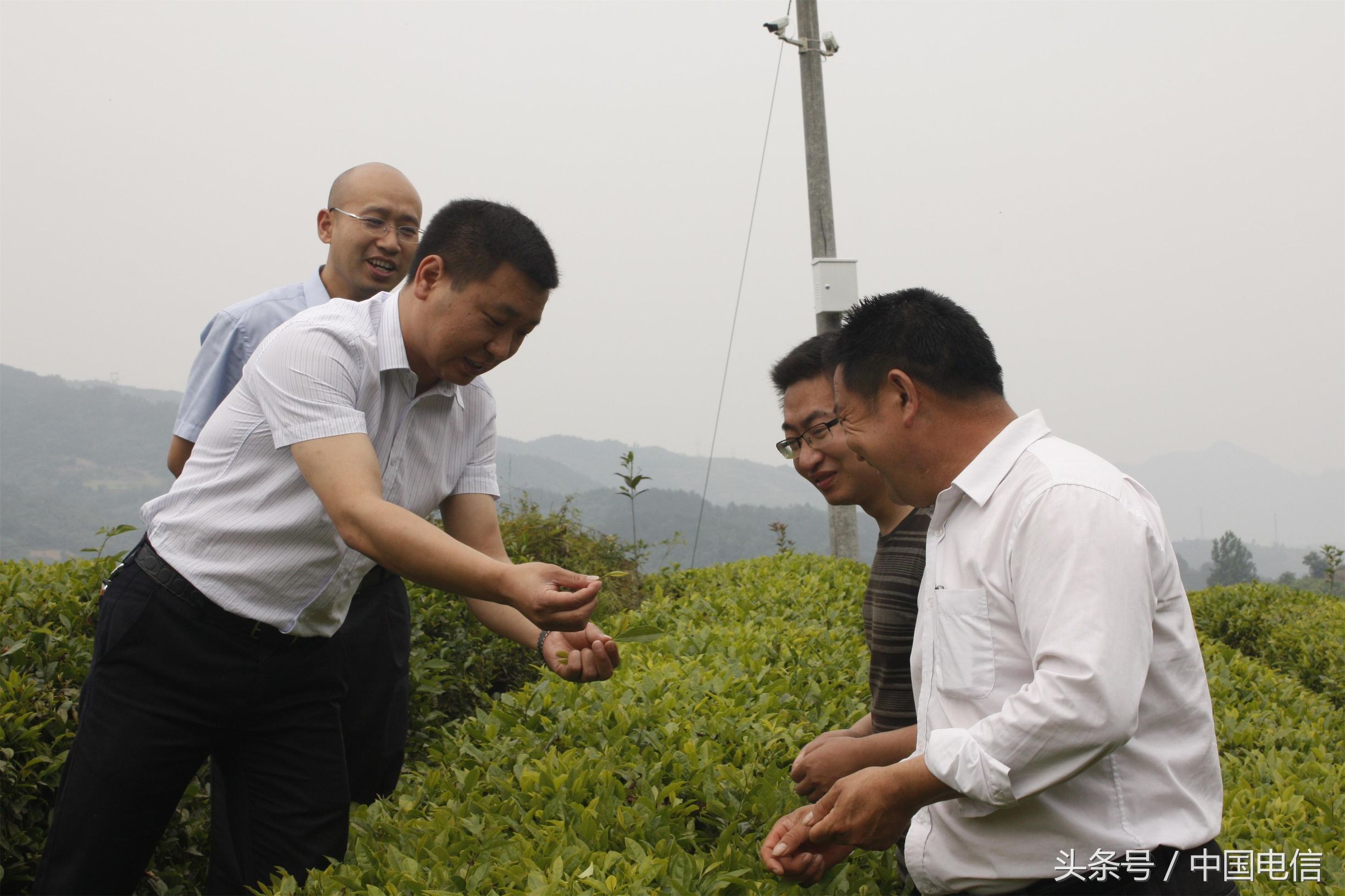湖北电信扶贫，茶叶众筹火了，还想搞核桃等农产品众筹