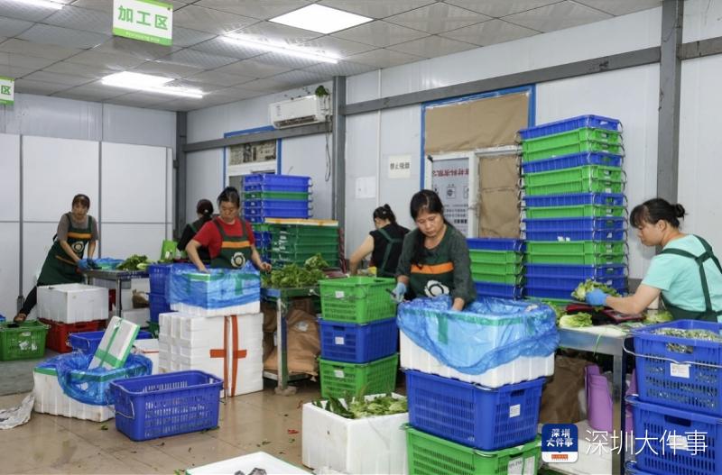 深圳商检局 供港农产品_深农投集团台风“桦加沙”物资调配_深圳海吉星农产品供应保障