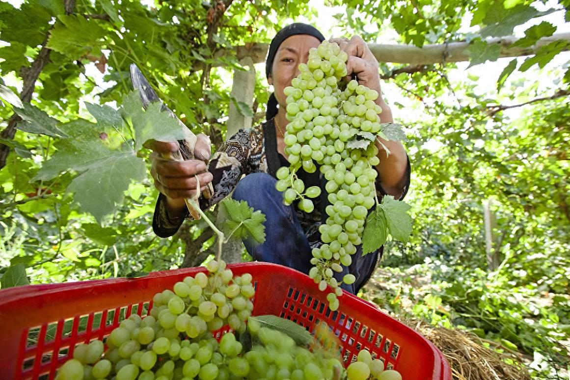 新疆特色农产品有哪些？瓜果、干果皆是宝，美味营养超诱人