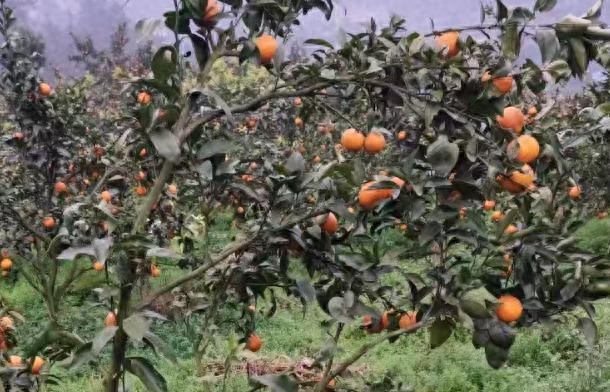 贵州特色农产品供需信息，沃柑生姜青菜党参白茶等你来购