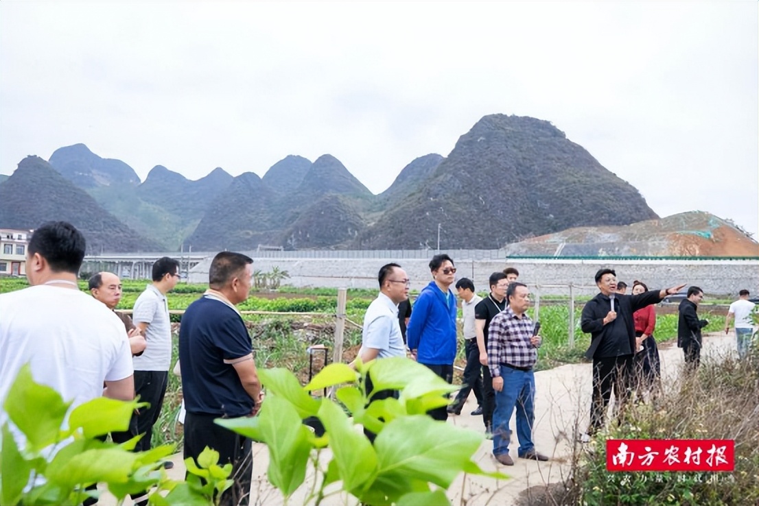 广西蔬菜产业新发展机遇_粤桂协作产地直供大湾区产销对接活动_广西农产品电子商务