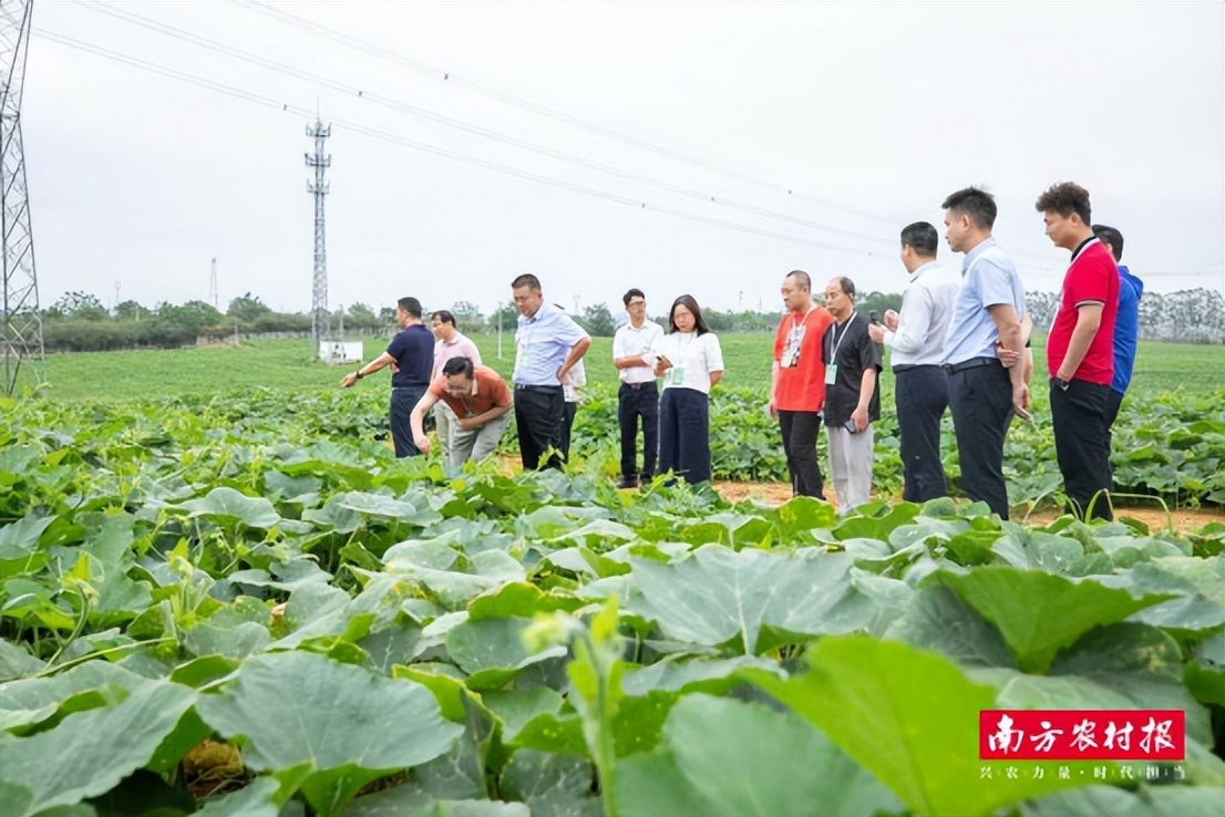 广西农产品电子商务_粤桂协作产地直供大湾区产销对接活动_广西蔬菜产业新发展机遇