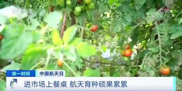 航天育种 太空种子 培育成果_农产品有哪些