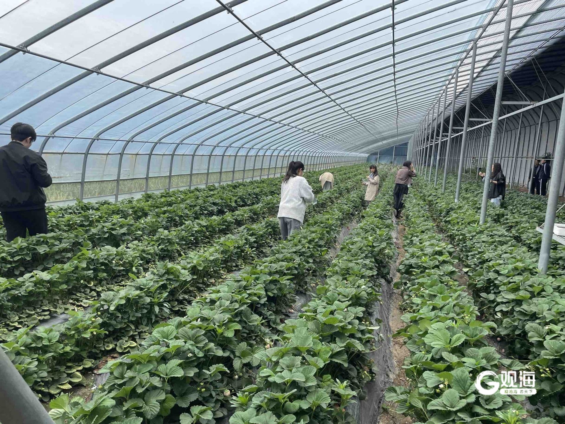 莱西农产品原产地直播带货_莱西市直播电商销售模式_淘宝直播农产品好做吗