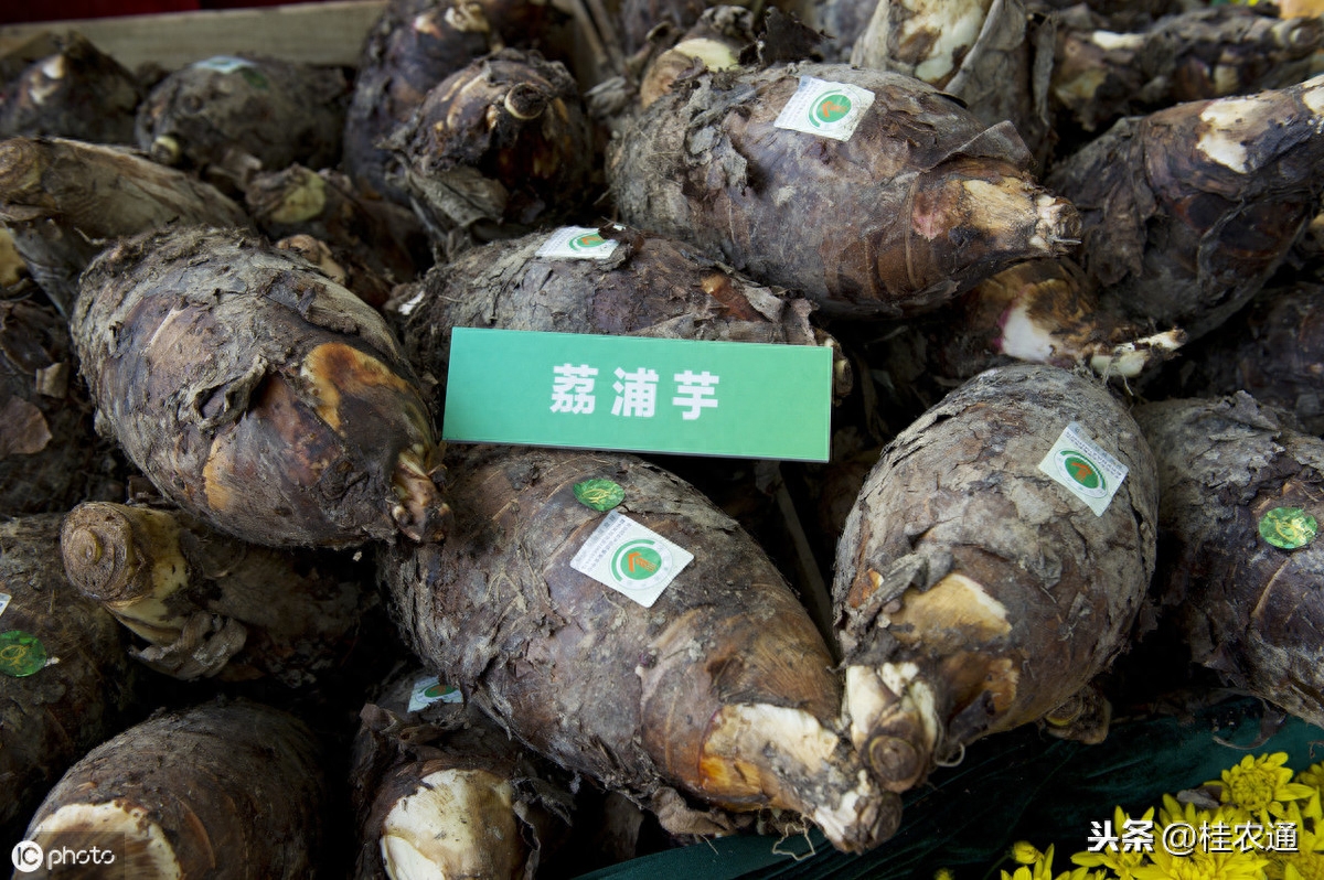 国家级2019农产品区域品牌,广西占了11个,看看你都吃过吗?
