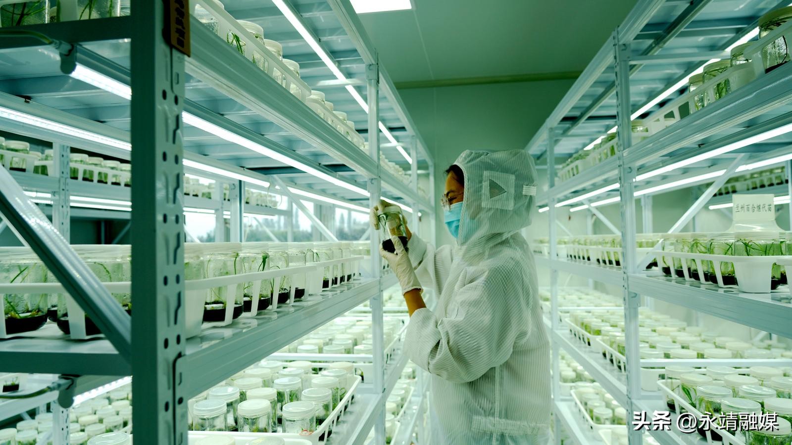 农产品品牌营销研究_永靖礼盒经济品牌赋能_区域农业品牌化发展
