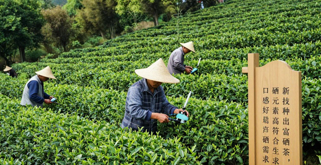 富硒茶硒元素含量标准_梅江区富硒茶栽培示范技术_富硒农产品标志