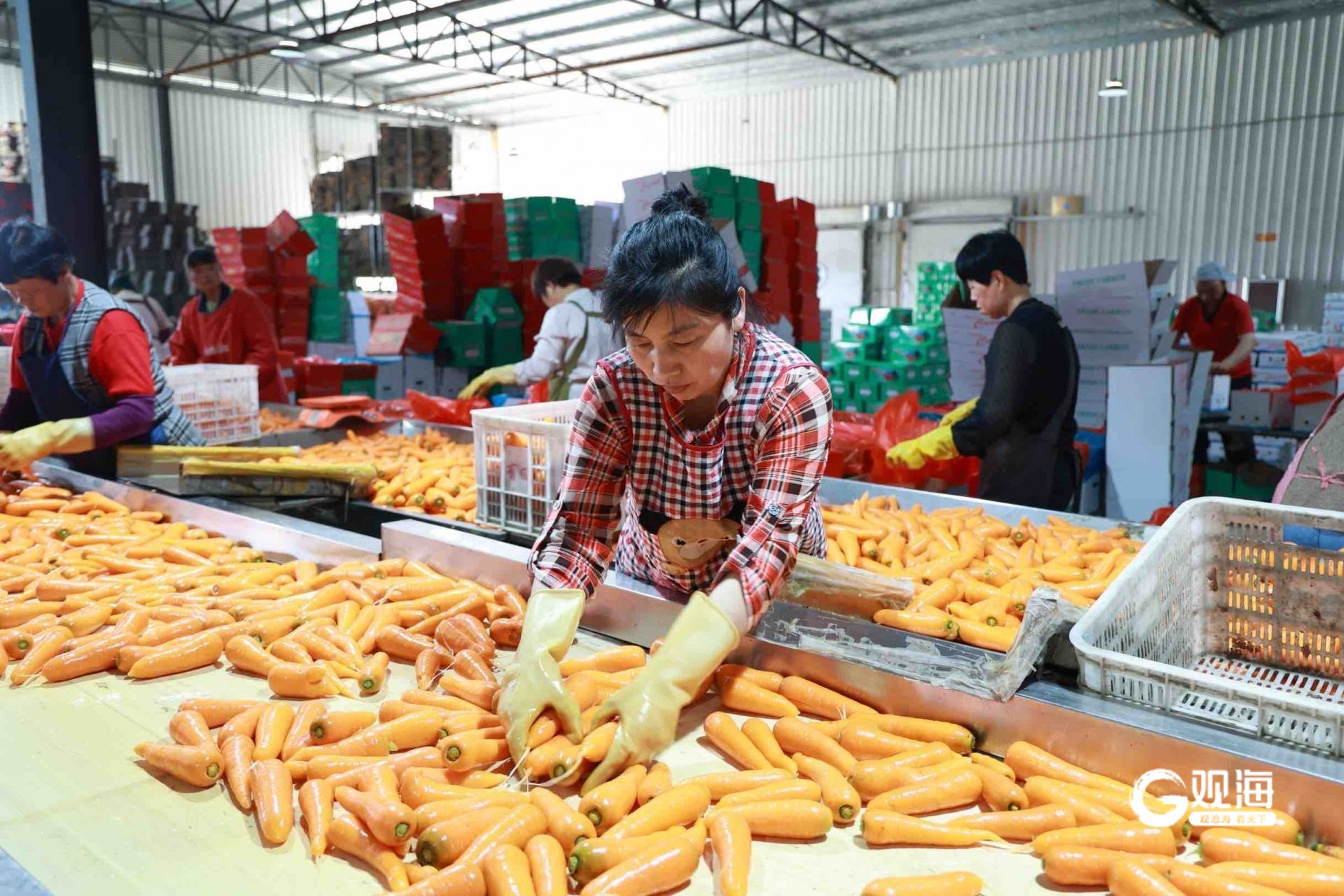 莱西市直播电商销售_淘宝卖农产品好卖吗_莱西农产品电商直播带货