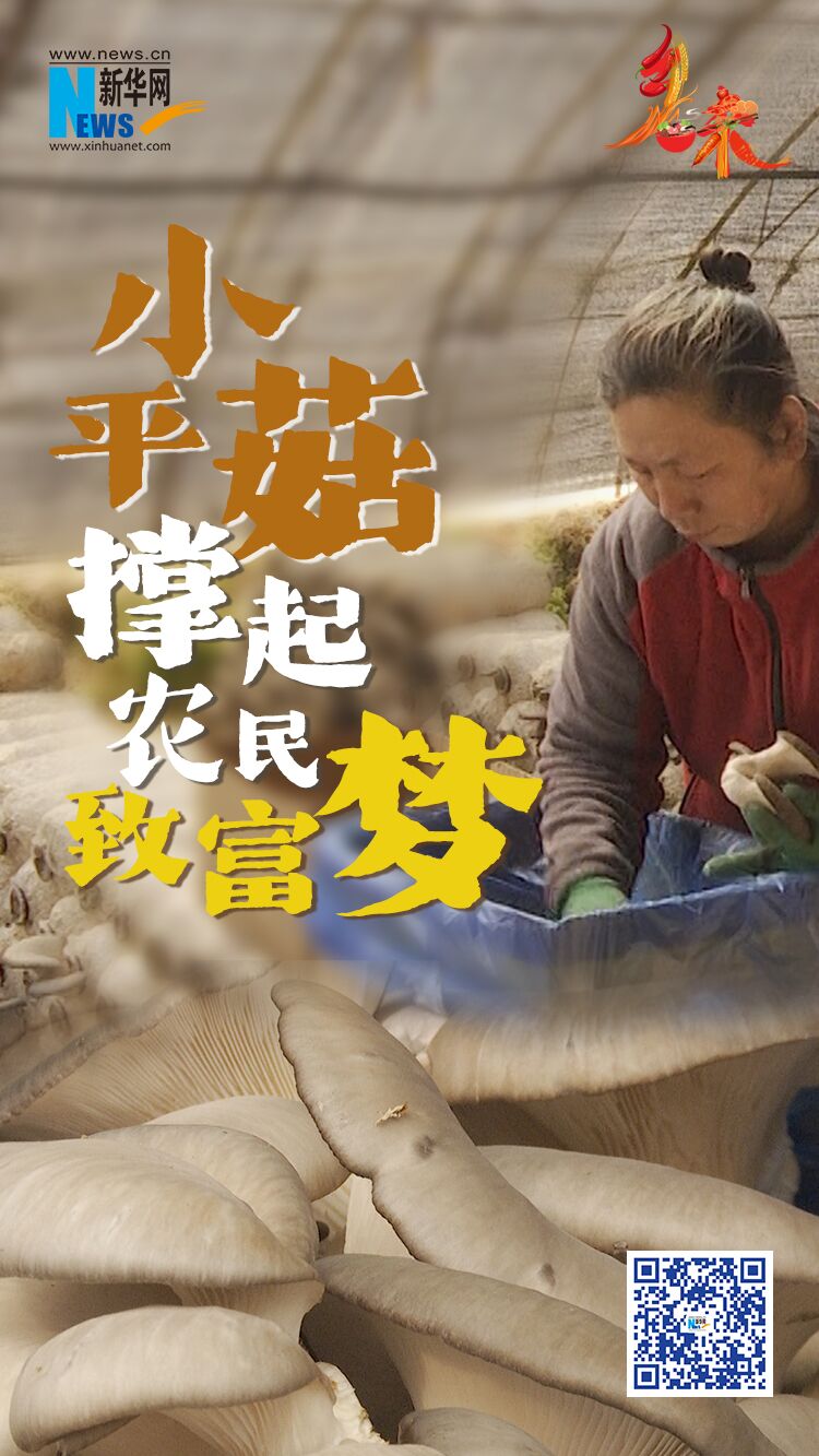 辽宁铁岭县李千户镇三道村平菇产业铺就村民致富路