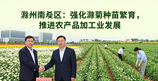 滁菊种苗繁育中心_滁菊亩产提升_滁菊产业研发_滁州农产品加工业