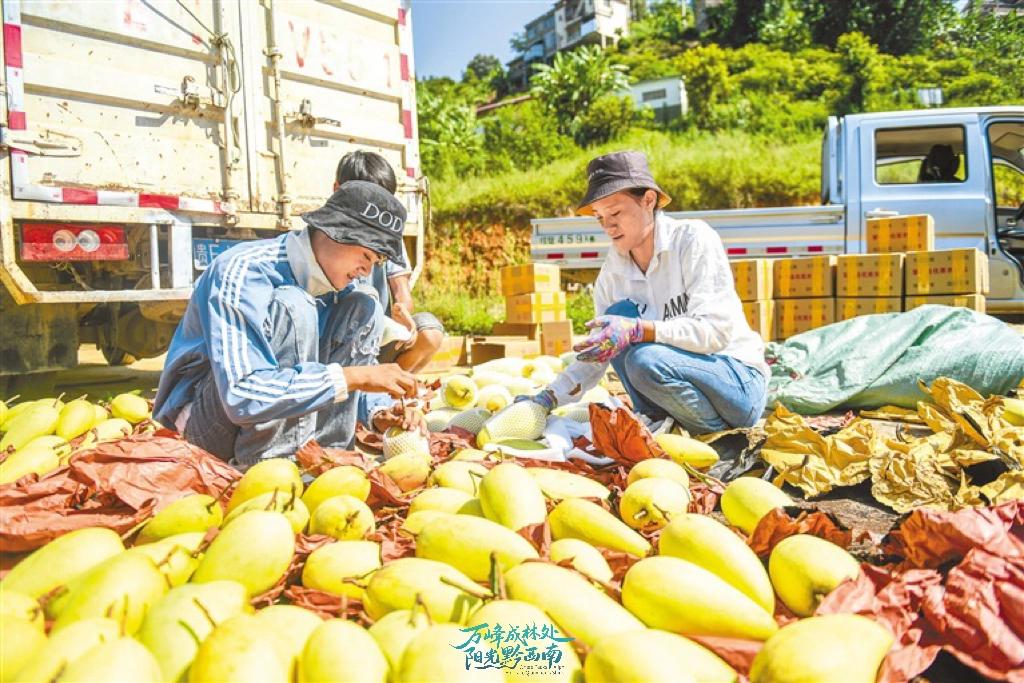 望谟县特色农业标准化体系建设_农产品地理标志名录_望谟紫茶品牌建设与推广