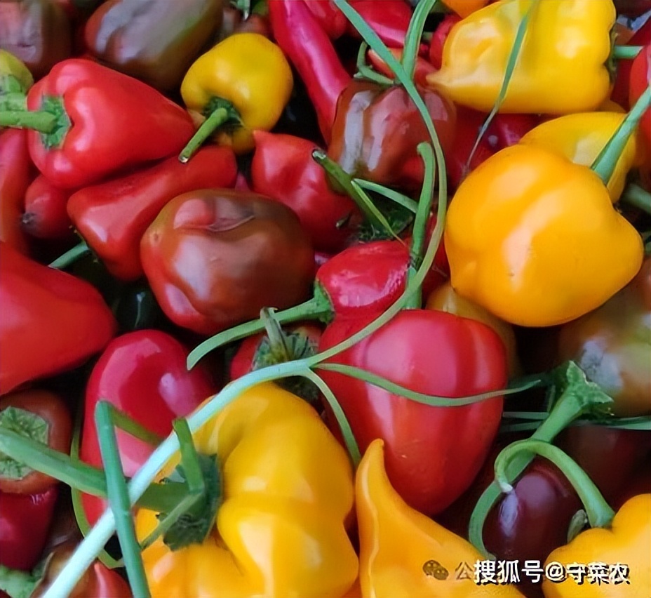 有机食品绿色食品无公害农产品从宽到严排序_无公害食品 绿色食品 有机食品