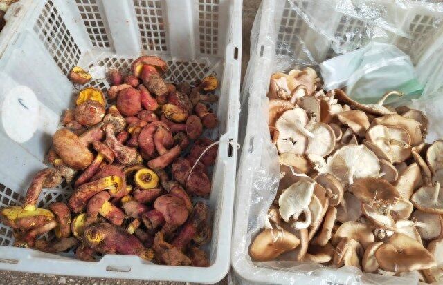 云南野生菌上市了！每天交易10吨，价格波动大