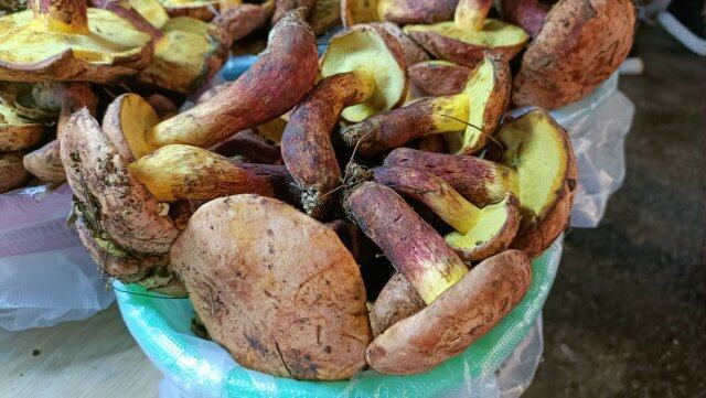 云南野生菌上市情况_云南野生菌交易市场_云南农产品信息网