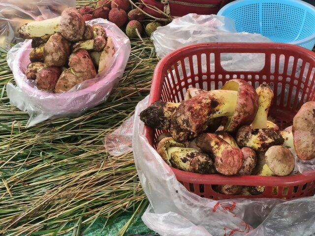 云南农产品信息网_云南野生菌上市情况_云南野生菌交易市场