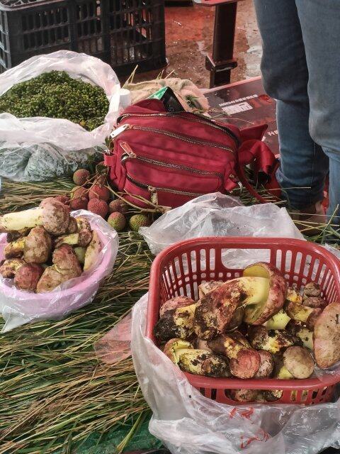 云南野生菌上市情况_云南野生菌交易市场_云南农产品信息网