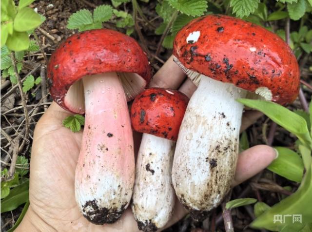 云南野生菌上市情况_云南野生菌交易市场_云南农产品信息网