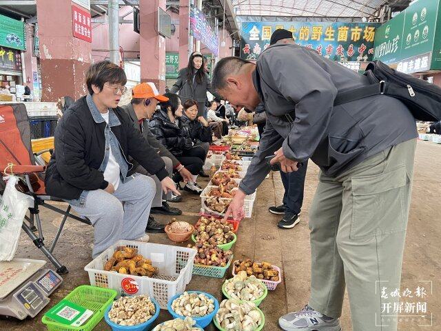 云南野生菌上市情况_云南野生菌交易市场_云南农产品信息网