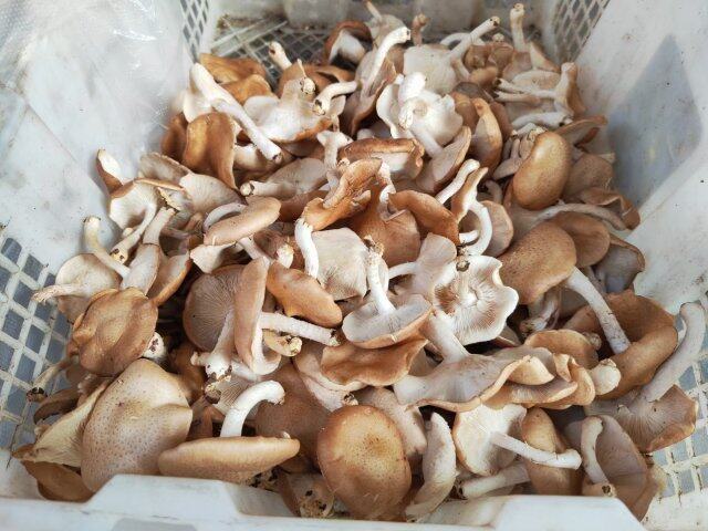 云南野生菌交易市场_云南农产品信息网_云南野生菌上市情况