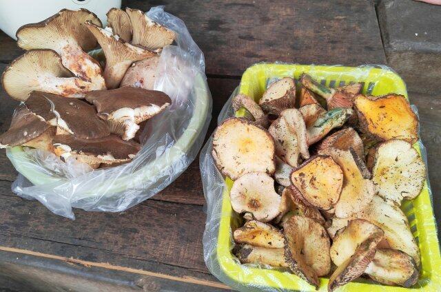云南野生菌交易市场_云南野生菌上市情况_云南农产品信息网