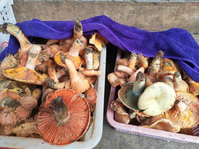 云南野生菌上市情况_云南野生菌交易市场_云南农产品信息网