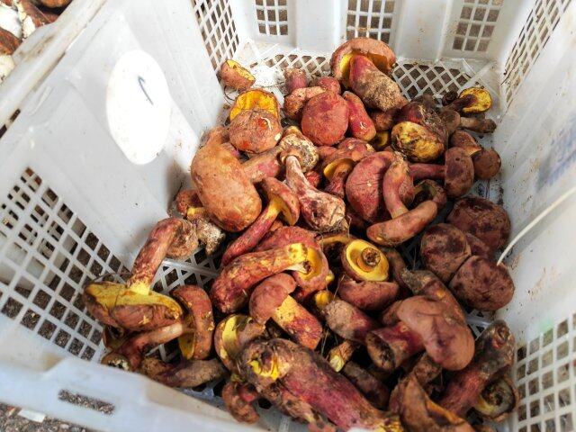 云南野生菌交易市场_云南野生菌上市情况_云南农产品信息网